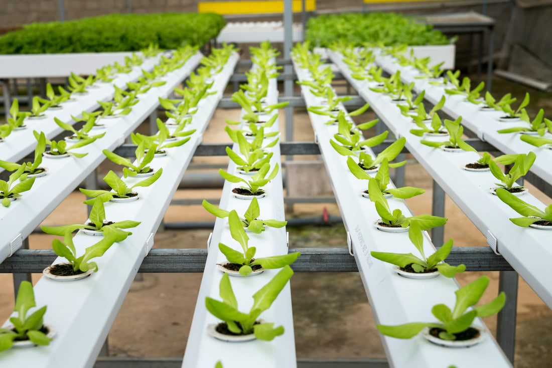 How Chelated Iron Helps Prevent Plant Yellowing and Improve Growth