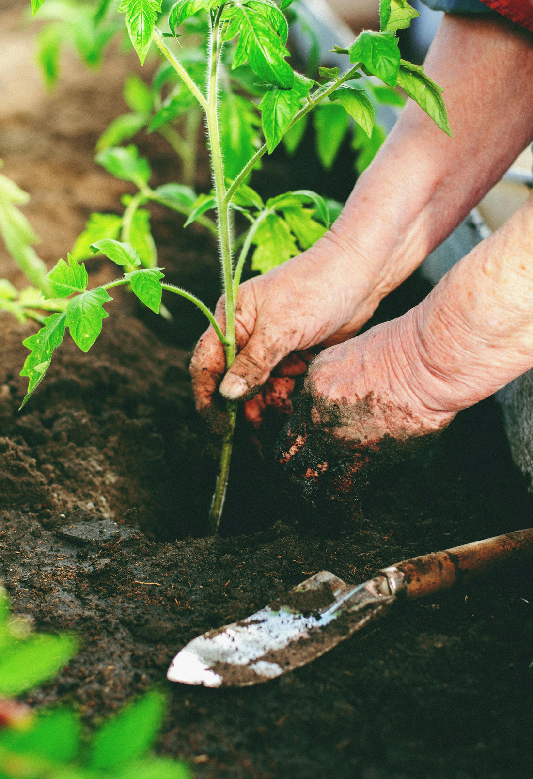 Understanding NPK Fertilizers: The Foundation of Plant Nutrition